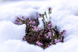 Fiori di piante invernali che sbocciano sotto la neve, simbolo di resistenza al freddo.