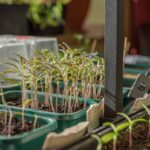 Illustrazione di lampade per piante in inverno, evidenziando l'importanza della luce artificiale.