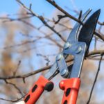 Rami di albero con neve, evidenziando l'importanza di non potare in inverno secondo gli esperti.