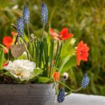 Tre piante da balcone ideali per attirare uccelli in inverno.
